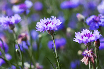 Obraz premium Blue wild floweers Cornflowers in the field, close up.
