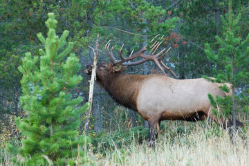 Rocky Mountain bull elk, scent marking and bugling