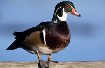 Fototapeta na wymiar Male wood duck, Canada