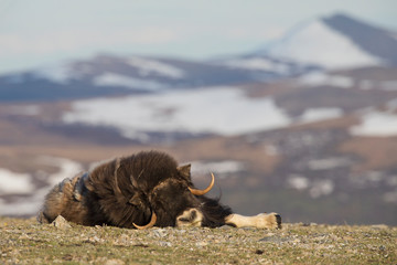Musk ox nap on the tundra