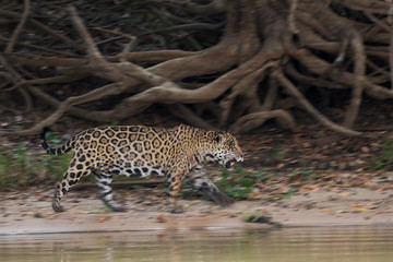 Fototapeta na wymiar Jaguar moving