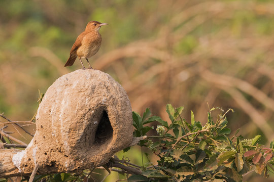 Rufous hornero perched on nest