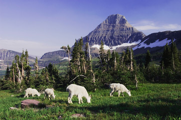 Mountain Goat,Oreamnos americanus, adults with young eating, Mount Reynolds in Background, Glacier National Park, Montana, USA, July