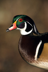 Male wood duck, Canada