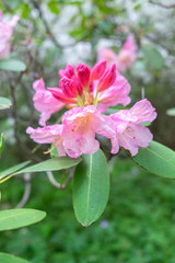Obraz na płótnie Canvas Pink Rhododendron, USA