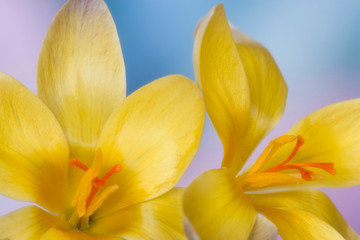 Obraz na płótnie Canvas Detail of yellow crocus in spring. 