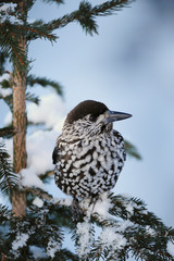 Spotted Nutcracker (Nucifraga caryocatactes), adult perched on Norway spruce ruffled by minus 15 Celsius, Davos, Switzerland, December