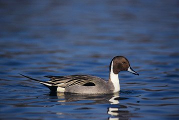 Northern Pintail, Anas acuta, male, Bosque del Apache National Wildlife Refuge, New Mexico, USA, December