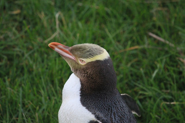Yellow Eyed Penguin