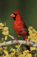 Northern Cardinal, Cardinalis cardinalis,male on blooming Blackbrush Acacia (Acacia rigidula), Lake Corpus Christi, Texas, USA, March