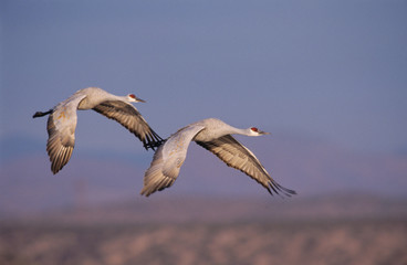 Fototapeta na wymiar Sandhill Crane, Grus canadensis, adult and young in flight, Bosque del Apache National Wildlife Refuge, New Mexico, USA, December
