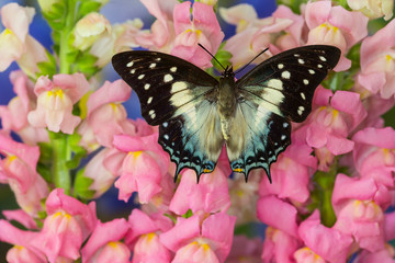 Fototapeta na wymiar Leafwing Butterfly, Polyura cognatus subfamily of the Charaxinae