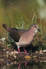 White-tipped Dove, Leptotila verreauxi,adult, Starr County, Rio Grande Valley, Texas, USA, May