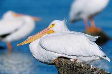 Fototapeta na wymiar American White Pelican, Pelecanus erythrorhynchos,adult resting, Rockport, Texas, USA, December