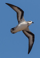 Black Winged Petrel