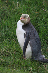 Yellow Eyed Penguin