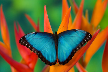 Tropical Butterfly the Blue Morpho, Morpho granadensis, on orange Heliconia Flowers