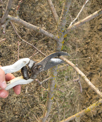 Pruning shears trees