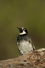 Acorn Woodpecker (Melanerpes formicivorus), male, Madera Canyon, Tucson, Arizona, USA, May
