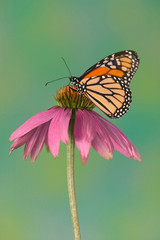 Fototapeta premium Monarch Butterfly, Danaus plexippus