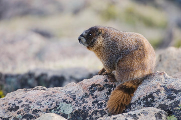 Yellow-bellied Marmot,Marmota flaviventris,adult on rock boulder,Rocky Mountain National Park, Colorado, USA, June
