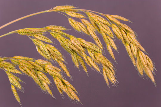 Close-up of grass seedheads. 