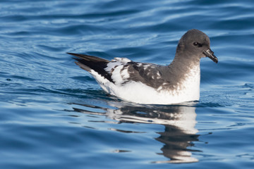Cape Petrel