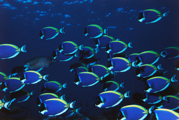 Fototapeta na wymiar Schooling Powder Blue Surgeonfish (Acanthurus leucosternon)