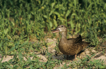 Blue-winged Teal, Anas discors,female, Starr County, Rio Grande Valley, Texas, USA, May