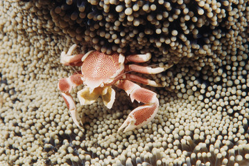 Indo-Pacific Ocean, Close-Up of Anemone crab (Neopetrolisthes maculatus)
