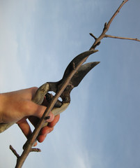 Pruning shears trees