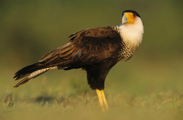 Crested Caracara, Caracara plancus, adult walking, Starr County, Rio Grande Valley, Texas, USA, May