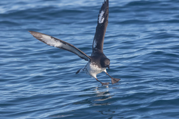 Cape Petrel