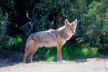 Fototapeta premium A coyote alongside a road in New Mexico