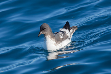 Cape Petrel