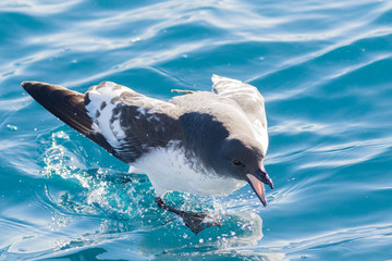 Cape Petrel