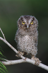 Eastern Screech-Owl, Megascops asio, Otus asio,young fledgling, Willacy County, Rio Grande Valley, Texas, USA, May