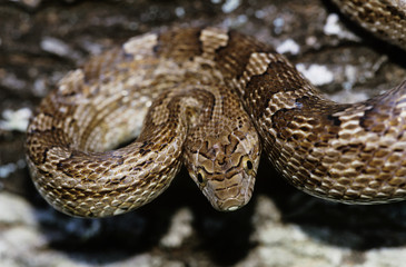 Bullsnake, Pituophis catenifer sayi, adult, Willacy County, Rio Grande Valley, Texas, USA, May