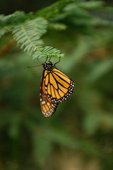 Fototapeta na wymiar A monarch butterfly clings to the tip of a pine tree branch.