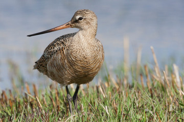 Marbled Godwit