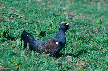 Capercaillie, Tetrao urogallus,male displaying, Schwyz, Switzerland, April