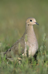 Mourning Dove, Zenaida macroura, adult, Lake Corpus Christi, Texas, USA, May