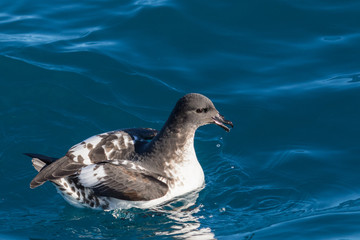 Cape Petrel
