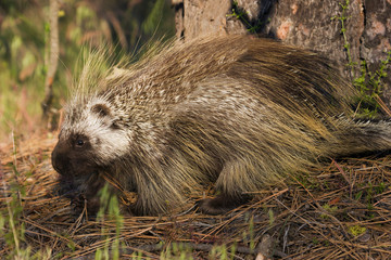 Porcupine