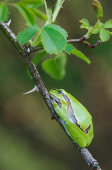 Common Tree Frog, Hyla arborea, adult resting in wild rose bush, National Park Lake Neusiedl, Burgenland, Austria, April