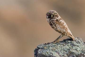 Burrowing Owl