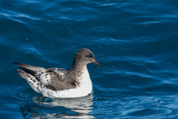 Cape Petrel