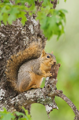 Naklejka na ściany i meble Eastern Fox Squirrel, Sciurus niger, adult in tree, Uvalde County, Hill Country, Texas, USA, April