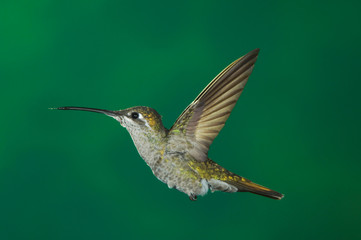 Magnificent Hummingbird, Eugenes fulgens, female in flight, Paradise, Chiricahua Mountains, Arizona, USA, August