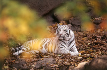 View of White Bengal Tiger